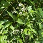 Clematis ligusticifolia برگ