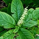 Clethra alnifolia Цвят