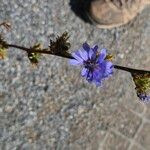 Cichorium endiviaFlower