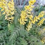 Corydalis cheilanthifolia Blad