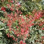 Nandina domesticaVaisius