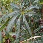 Helleborus foetidus Hoja