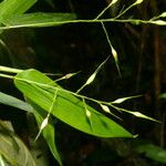 Olyra latifolia Blad