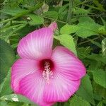 Hibiscus rosa-sinensisKwiat