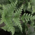 Pteris fauriei Листок