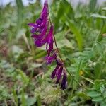 Vicia eriocarpa Blodyn