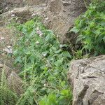 Tradescantia crassifolia Habit