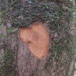 Cryptocarya transversa Corteza