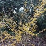 Hamamelis mollis Λουλούδι