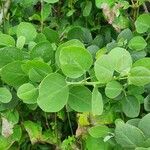 Capparis cartilaginea Leaf