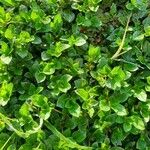 Alternanthera pungens Folio