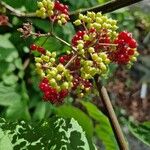 Aralia racemosa Fruit