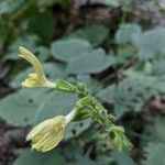 Salvia glutinosaFlower