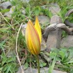 Tulipa sylvestris Fiore