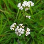 Valeriana dioica Virág