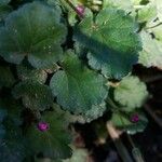 Erodium corsicum Yaprak