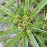 Cyperus aggregatus 花