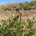 Oxytropis lambertii برگ