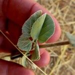 Abutilon indicum Fuelha