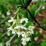 Oemleria cerasiformis Habitus