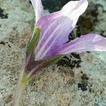 Mandragora officinarum Fleur