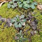 Saxifraga spathularis Blatt