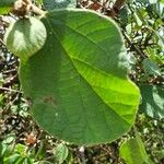Cordia monoica Hoja