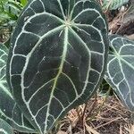 Anthurium crystallinum List