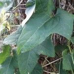 Luffa aegyptiaca Leaf