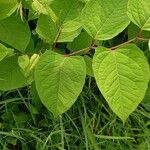 Reynoutria japonica Leaf