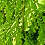 Davallia chaerophylloides Other