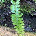 Adiantum caudatum Leaf