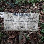 Bambusa vulgaris Прочее