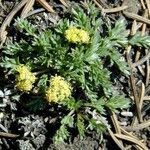 Cymopterus alpinus Цвят