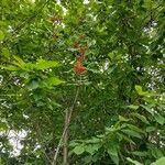 Sorbus aucuparia Fruit
