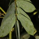 Senna uniflora 葉