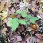 Rubus nigricans Blatt