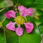 Malpighia glabra Квітка