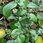 Chaenomeles japonica Yaprak