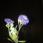 Globularia alypum Kvet