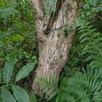 Malus sylvestris Bark