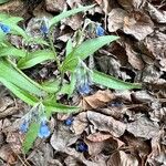 Mertensia paniculata Leaf