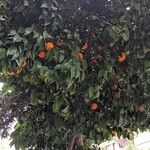 Citrus × aurantium Frukt