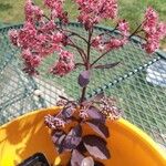 Sedum telephium Blomma