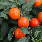 Solanum pseudocapsicum Fruit