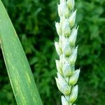 Triticum aestivum Плод