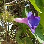 Ipomoea hederacea Flower