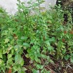 Solanum dulcamara Habit