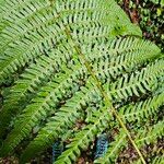 Dryopteris filix-masHostoa