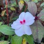 Impatiens hawkeri फूल